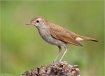 Nachtigall-nightingale-Mai_2015.jpg