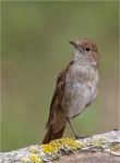 Nachtigall-nightingale-auf_einem_Bein.jpg