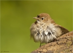 Nachtigall-nightingale-frisch_gebadet-20_06_2016.jpg
