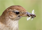 Nachtigall-nightingale-mit_Futter-29_06_2015.jpg