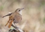 Nachtigall-nightingale-nach_der_Brut.jpg