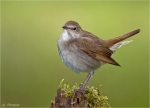 Nachtigall-nightingale.jpg
