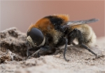 Narzissenschwebfliege-Merodon_equestris.jpg