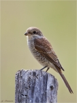 Neuntoeter-Jungvogel-01_08_2015-red_backed_shrike.jpg