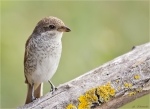 Neuntoeter-Jungvogel_aus_2015.jpg