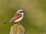 Neuntoeter-Lanius_collurio-maennlich.jpg