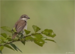 Neuntoeter-Lanius_collurio-weiblich.jpg