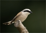Neuntoeter-Maennlich-red-backed_shrike-02_07_2017.jpg