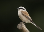 Neuntoeter-Maennlich-red-backed_shrike-02_Juli_2017.jpg
