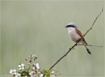 Neuntoeter-Maennlich-red-backed_shrike-Mai_2015.jpg