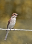 Neuntoeter-Weibchen-Mai_2015.jpg