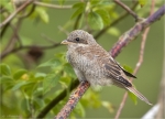 Neuntoeter-red_backed_shrike-Jungvogel-Juli_2015.jpg