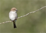 Neuntoeter-weiblich-red-backed_shrike.jpg