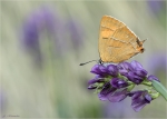 Nierenfleck-Zipfelfalter-Thecla_betulae.jpg