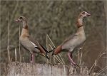 Nilgaense-egyptian_goose.jpg
