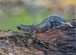 Noerdlicher_Kammmolch-Triturus_cristatus.jpg