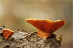 Noerdlicher_Zinnoberschwamm-Pycnoporus_cinnabarinus-29_02_2016.jpg