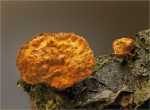 Noerdlicher_Zinnoberschwamm-Pycnoporus_cinnabarinus.jpg