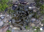 Nostoc-Cyanobakterien-Nostoc_commune.jpg