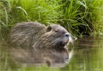Nutria-Myocastor_coypus-April_2015.jpg