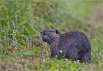 Nutria-Myocastor_coypus.jpg