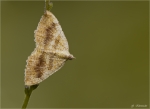 Ockergelber_Blattspanner-Camptogramma_bilineata-2014.jpg