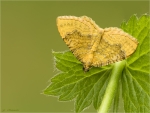 Ockergelber_Blattspanner-Camptogramma_bilineata-Mai_2017.jpg