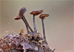 Ohrloeffelstacheling-2013.jpg
