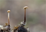 Ohrloeffelstacheling-Auriscalpium_vulgare-13_09_2014.jpg