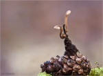 Ohrloeffelstacheling-Auriscalpium_vulgare-Dezember_2015.jpg