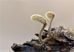 Ohrloeffelstacheling-Auriscalpium_vulgare.jpg