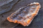 Orangeroter_Kammpilz-2012.jpg