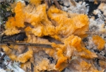 Orangeroter_Kammpilz-Phlebia_radiata-Oktober_2015.jpg