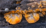 Orangeroter_Kammpilz-Phlebia_radiata.jpg