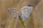 Paarung_der_Hauhechel_Blaeulinge-Polyommatus_icarus.jpg