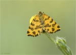 Pantherspanner-Fluegel_offen.jpg