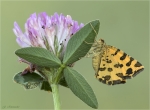 Pantherspanner-Gelber_Fleckenspanner-Pseudopanthera_macularia.jpg