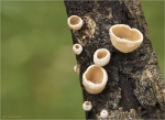 Pappel-Becherrindenschwamm-Schizophyllum_amplum-Judasoerchen.jpg