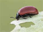 Pappelblattkaefer-Chrysomela_populi-18_05_2017.jpg
