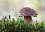 Perlpilz-Amanita_rubescens.jpg