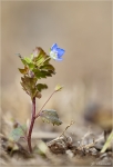 Persischer_Ehrenpreis-Veronica_persica.jpg