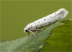 Pfaffenhuetchen-Gespinstmotte-Yponomeuta_cagnagella.jpg