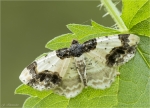 Pfaffenhuetchen-Harlekin-Ligdia_adustata-29_04_2017.jpg