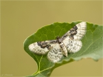 Pfaffenhuetchen_Harlekin-Ligdia_adustata-27_06_2017.jpg