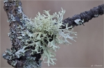Pflaumenflechte-Evernia_prunastri.jpg