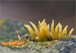 Pfriemfoermiger_Laubholz-Hoernling-Calocera_cornea.jpg