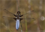 Plattbauch-Libellula_depressa.jpg