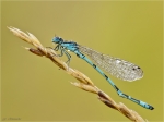 Pokaljungfer-Erythromma_lindenii-24_07_2016.jpg