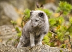 Polarfuchs-Vulpes_lagopus-Jungtier-November_2016.jpg