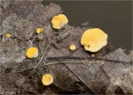 Polyphager_Stielbecherling-Hymenoscyphus_epiphyllus.jpg